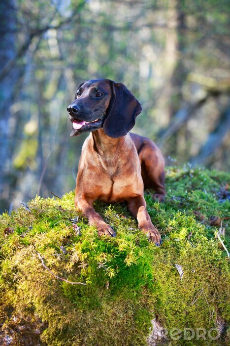 Fototapete Bayerischer Gebirgsschweißhund auf einem Felsen