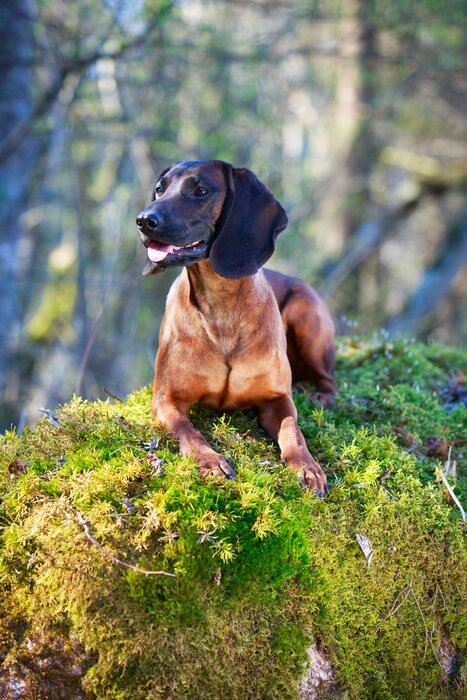 Fototapete Bayerischer Gebirgsschweißhund auf einem Felsen