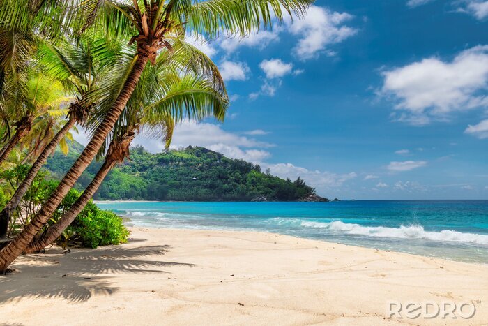 Fototapete Beautiful beach with palms and turquoise sea in Jamaica island.
