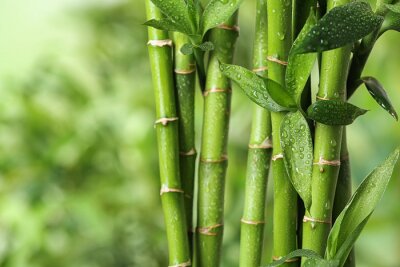 Fototapete Beautiful green bamboo stems on blurred background