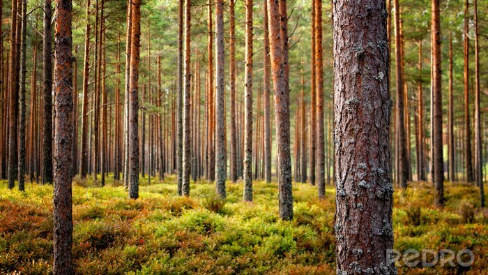 Fototapete Beautiful Latvian forest landscape in autumn colors.  Amazing sea side Pine tree forests with fresh and soft moss ground.