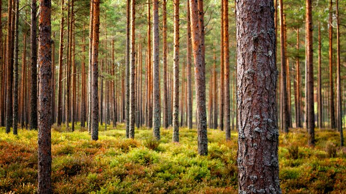 Fototapete Beautiful Latvian forest landscape in autumn colors.  Amazing sea side Pine tree forests with fresh and soft moss ground.