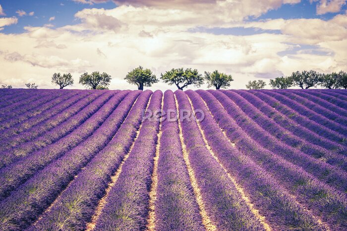 Fototapete Beautiful Lavender field