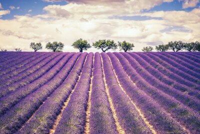 Fototapete Beautiful Lavender field