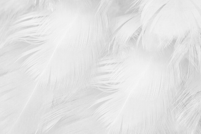 Fototapete Beautiful white feather wooly pattern texture background