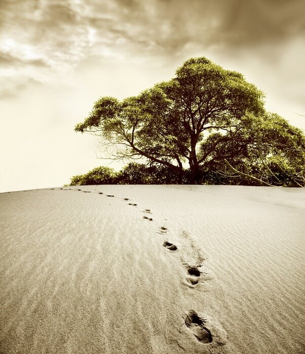 Fototapete Behäbiger Baum in der Wüste