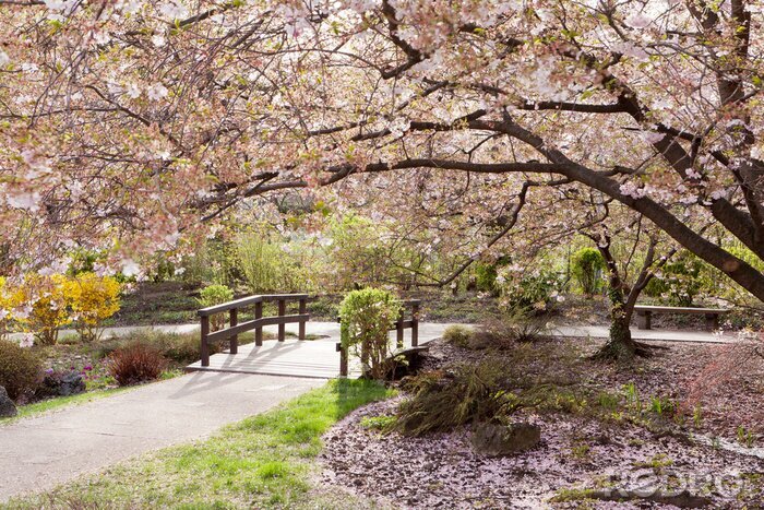Fototapete Behäbiger Kirschbaum