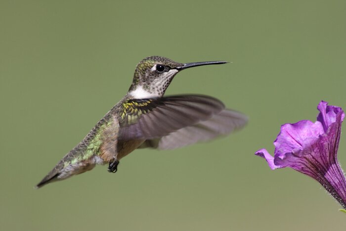 Fototapete Bei den Blumen vorbeifliegender Vogel