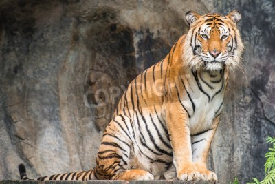 Fototapete Bei der höhle sitzender tiger