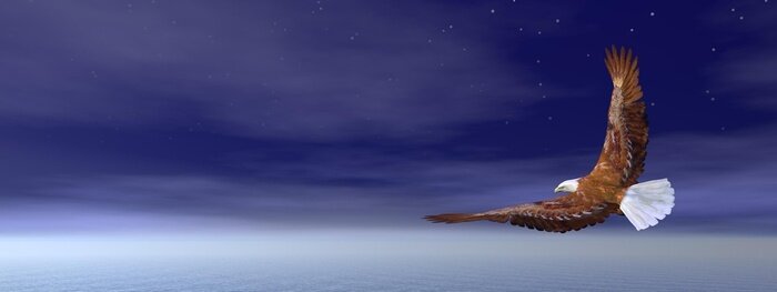 Fototapete bei Nacht fliegender Vogel