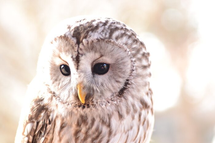 Fototapete Beige Eule vor hellem Hintergrund