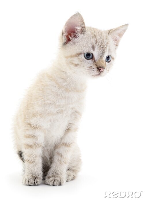 Fototapete Beigefarbenes Kätzchen auf hellem Hintergrund