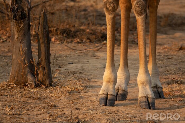 Fototapete Beine der Tiere auf rotem Sand