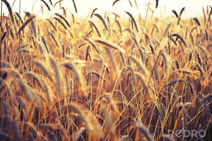 Fototapete Beleuchtete Ähren von Weizen und Natur
