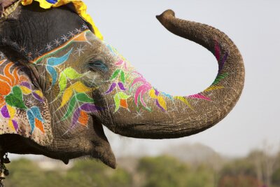 Fototapete Bemalter Elefant