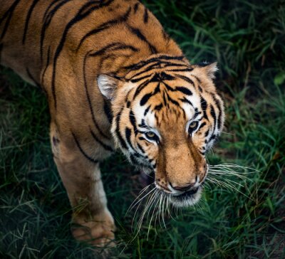 Bengal-Tiger in Bewegung und grünes Gras
