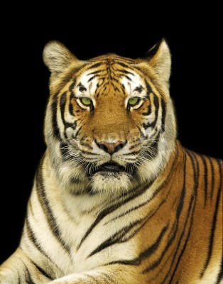Fototapete Bengalischer tiger auf schwarzem hintergrund