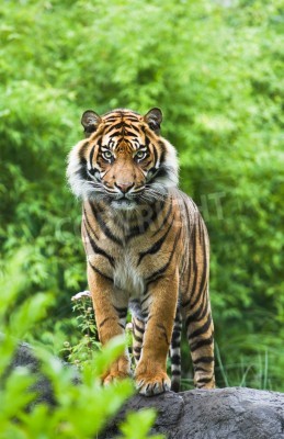 Fototapete Bengalischer tiger im grünen