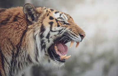 Fototapete Bengalischer Tiger knurrt im Dschungel