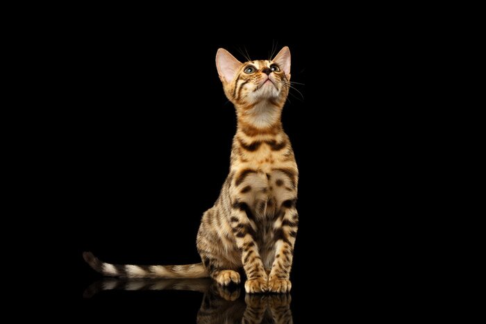 Fototapete Bengalkatze auf schwarzem Hintergrund