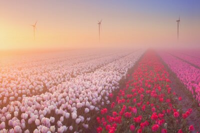 Bepflanzung mit roten und rosa Tulpen