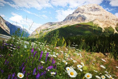 Fototapete Berge Gänseblümchen und Natur