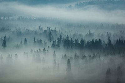 Fototapete Berge Tatra und Wald im Nebel, Zakopane, Polen