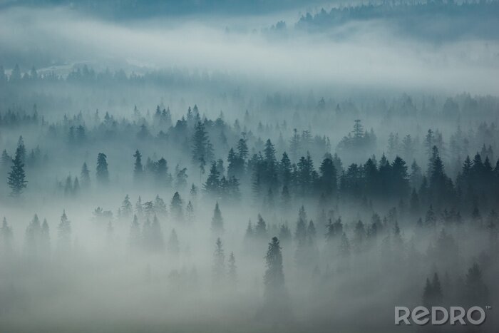 Fototapete Berge Tatra und Wald im Nebel, Zakopane, Polen