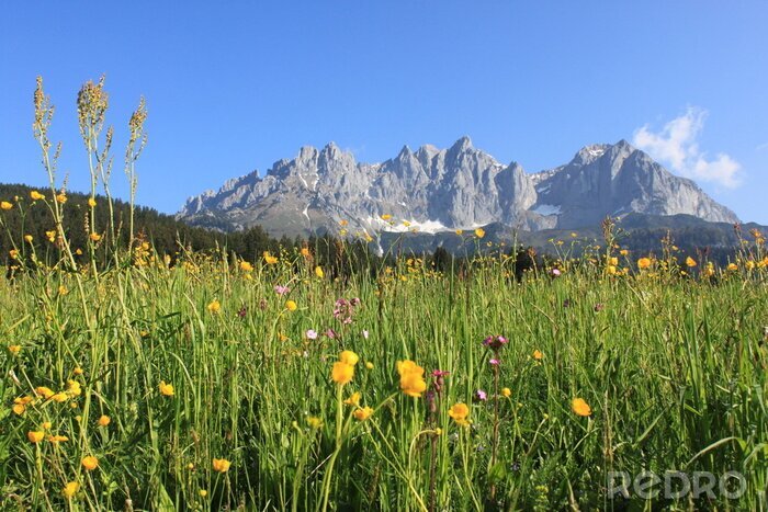 Fototapete Berge und Wiese mit Blumen