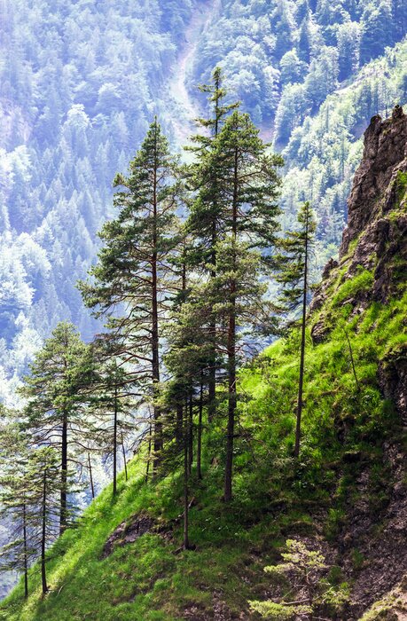 Fototapete Berge Wald mit Weihnachtsbäumen