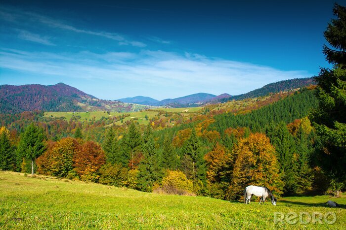 Fototapete Berge Wald und Pferde