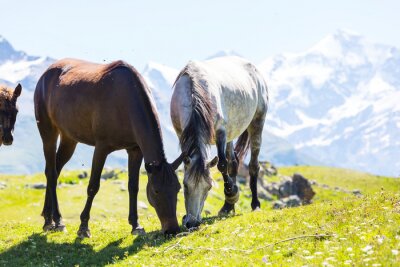 Fototapete Berglandschaft mit Pferden