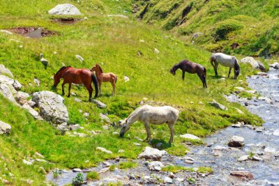 Berglandschaft mit pferden