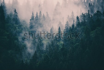 Fototapete Bergnadelwald