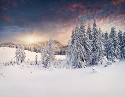 Fototapete Bergtannenbäume im Schnee