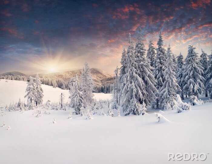 Fototapete Bergtannenbäume im Schnee