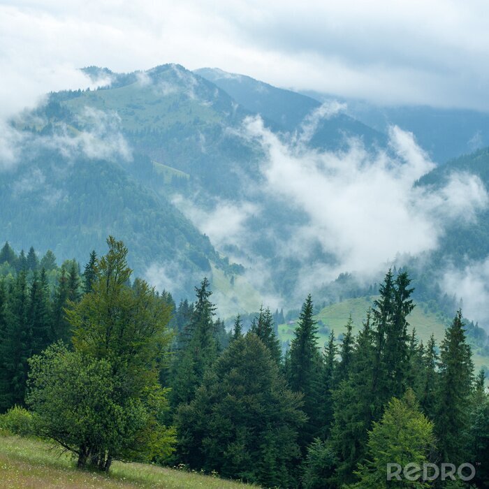 Fototapete Bergwanderung inmitten der bäume