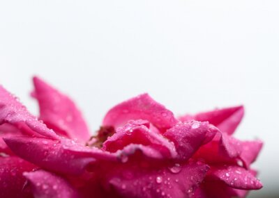 Fototapete Berieselte rosa Blume