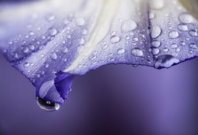 Fototapete Berieselte violette Blumenblüte