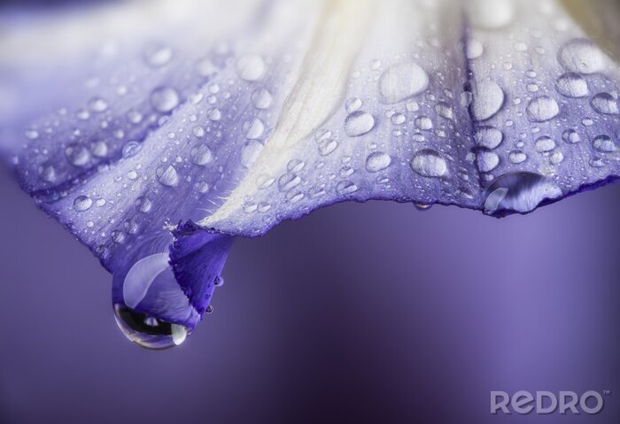 Fototapete Berieselte violette Blumenblüte