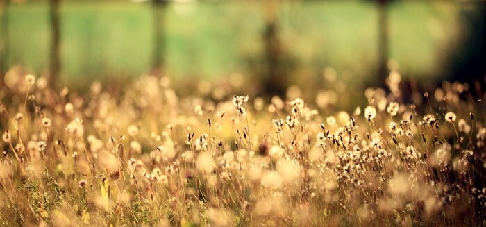 Fototapete Beseelte Natur