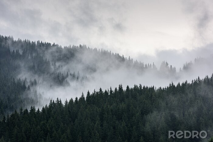 Fototapete Bewaldete berghänge