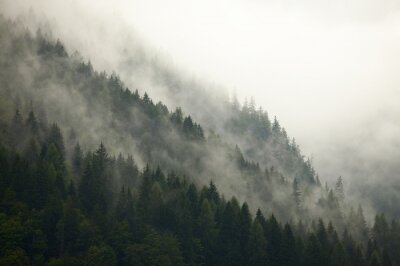 Fototapete Bewaldeter berghang