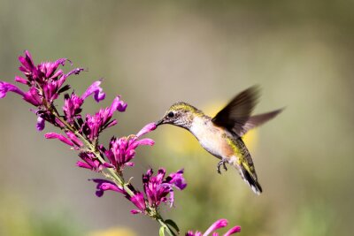 Fototapete beweglicher Vogel bei den Blumen