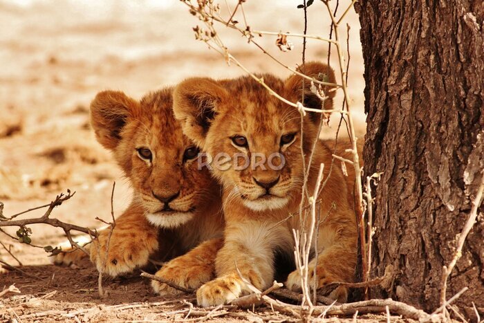 Fototapete Bezaubernde junge Löwen auf Safari