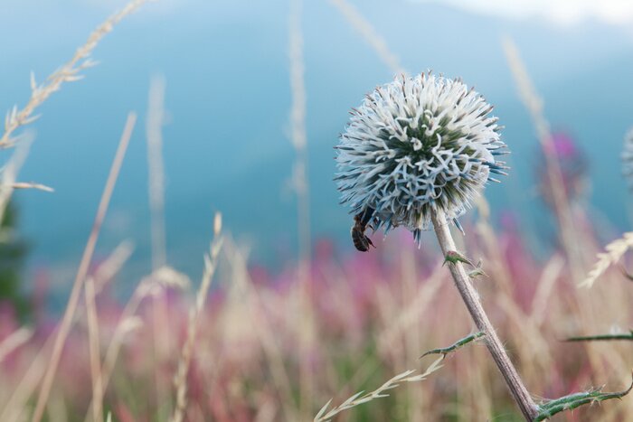 Fototapete Biene auf Disteln