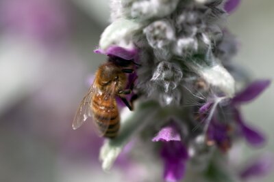 Fototapete Biene auf violetter Blume