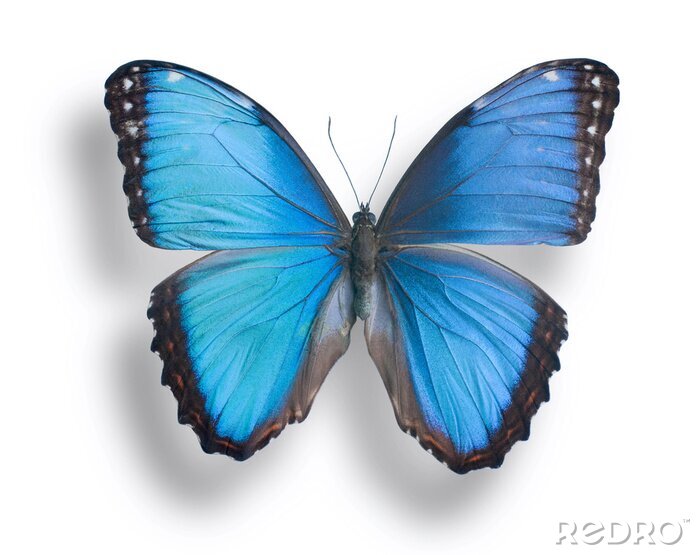 Fototapete Bild eines blauen Schmetterlings