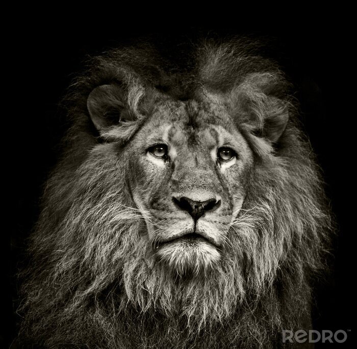 Fototapete Bild eines Löwen in Schwarz-Weiß
