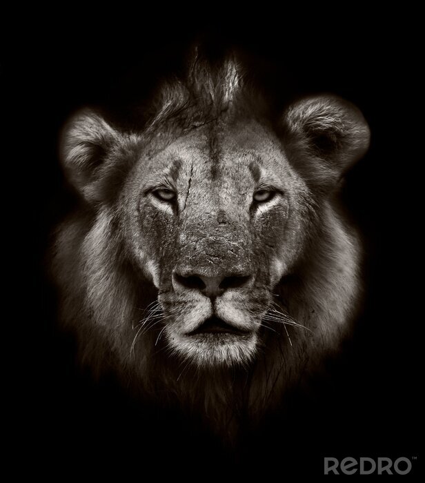 Fototapete Bildnis eines Löwen in Sepia